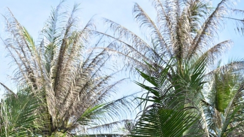 More than 1,000 hectares of coconuts in six provinces attacked by black-headed caterpillars